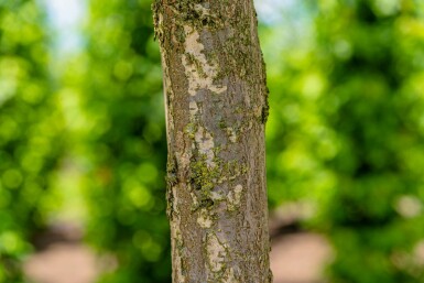 Ulmus laevis hochstamm 10/12