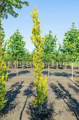 Ulmus x hollandica 'Wredei'