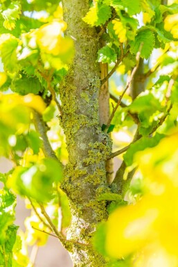 Ulmus x hollandica 'Wredei' hochstamm 14/16