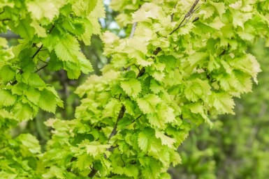 Ulmus x hollandica 'Wredei' hochstamm 14/16