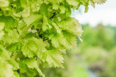 Ulmus x hollandica 'Wredei' hochstamm 14/16