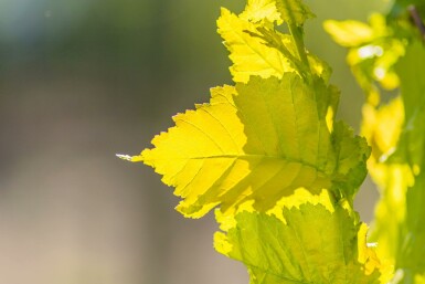 Ulmus x hollandica 'Wredei' stammbusch 4-6