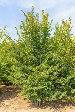 Ulmus minor 'Jacqueline Hillier'