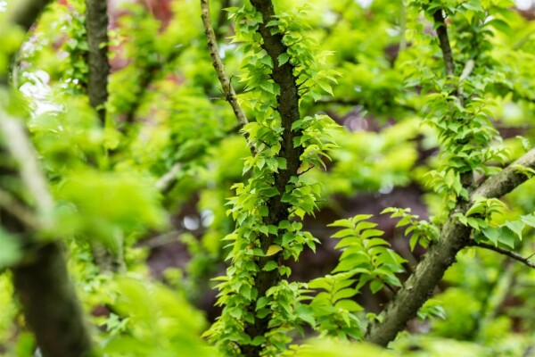 Ulmus minor 'Jacqueline Hillier'