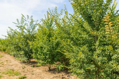 Ulmus minor 'Jacqueline Hillier' mehrstämmig