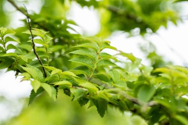 Ulmus minor 'Jacqueline Hillier' mehrstämmig 200-250