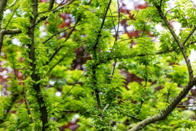 Ulmus minor 'Jacqueline Hillier' mehrstämmig 200-250