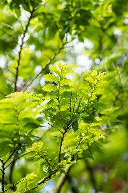 Ulmus minor 'Jacqueline Hillier' mehrstämmig 200-250