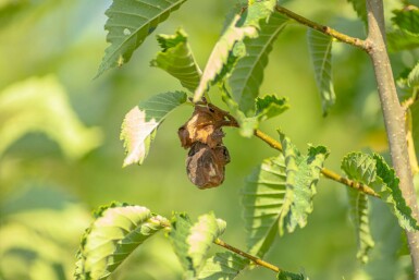 Ulmus minor 'Jacqueline Hillier' mehrstämmig 200-250