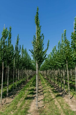 Ulmus 'Nanguen' hochstamm