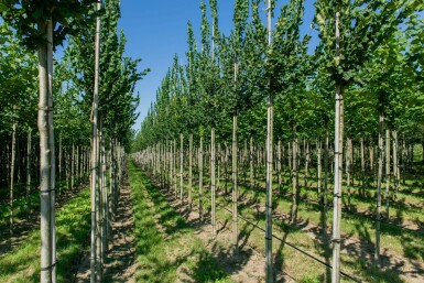 Ulmus 'Nanguen' hochstamm 12/14