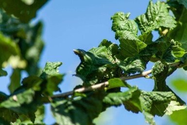 Ulmus 'Nanguen' hochstamm 12/14