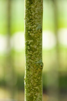 Ulmus 'Nanguen' hochstamm 12/14