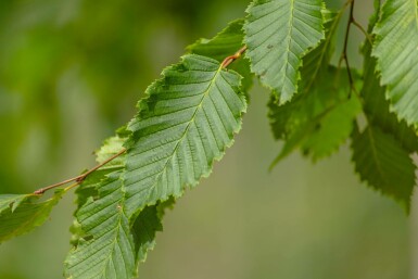 Ulmus 'Sapporo Autumn Gold' hochstamm 10/12