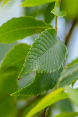 Zelkova serrata