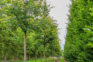 Zelkova serrata hochstamm