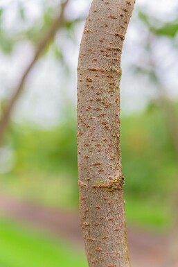 Zelkova serrata hochstamm 10/12