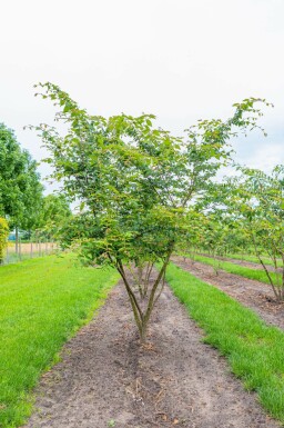 Zelkova serrata mehrstämmig 200-250