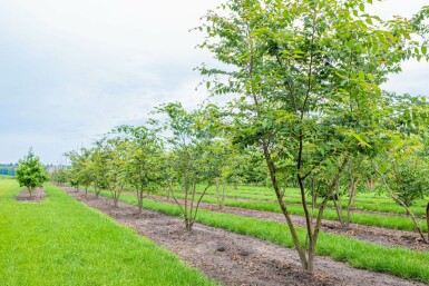 Zelkova serrata mehrstämmig 200-250