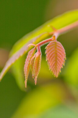 Zelkova serrata mehrstämmig 200-250