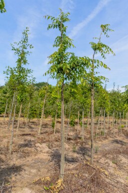 Zelkova serrata 'Flekova'