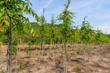 Zelkova serrata 'Flekova' hochstamm 12/14