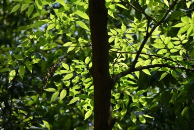 Zelkova serrata 'Flekova' stammbusch