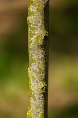 Amelanchier lamarckii strauch