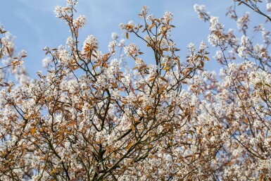 Amelanchier lamarckii solitär 175-200 cm