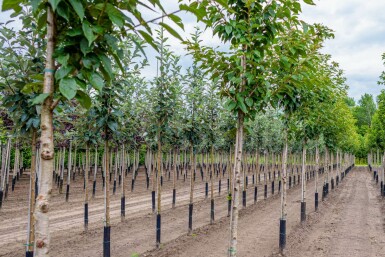 Prunus serrulata 'Kanzan' hochstamm 6/8 180cm Stamm