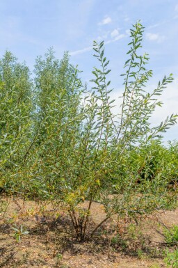 Salix viminalis mehrstämmig