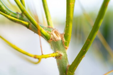 Salix viminalis mehrstämmig 200-250