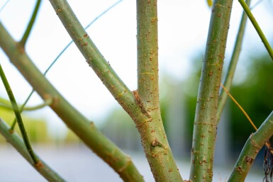 Salix viminalis mehrstämmig 200-250