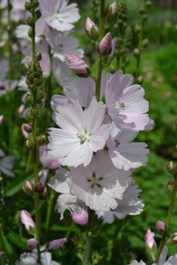 Sidalcea 'Elsie Heugh'