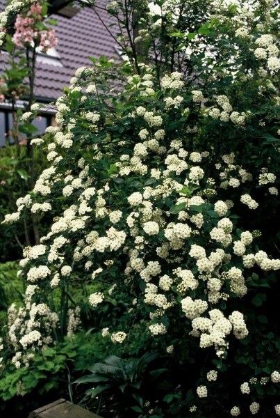 Spiraea vanhouttei