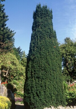 Taxus baccata 'Fastigiata'