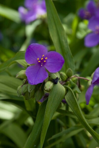 Tradescantia 'Zwanenburg Blue'