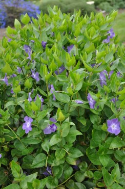 Vinca major