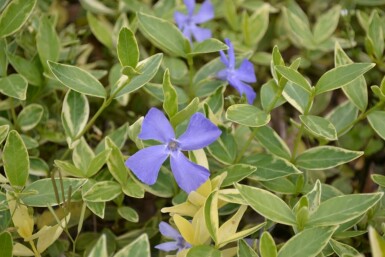 Vinca minor 'Argenteovariegata'