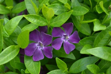 Vinca minor 'Atropurpurea'