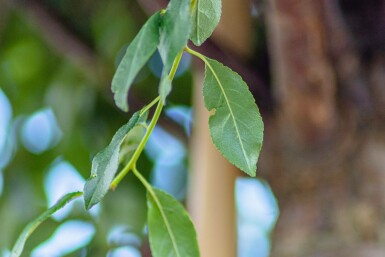 Mittlere Weichsel Prunus x eminens 'Umbraculifera' Kugelförmig Prunus x eminens 'Umbraculifera' Kugelförmig
