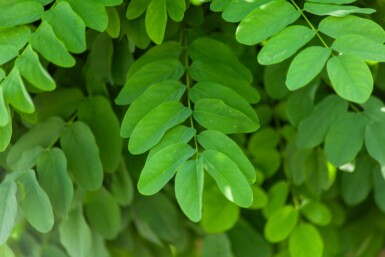 Kugelrobinie Robinia pseudoacacia 'Umbraculifera' Kugelförmig Robinia pseudoacacia 'Umbraculifera' Kugelförmig