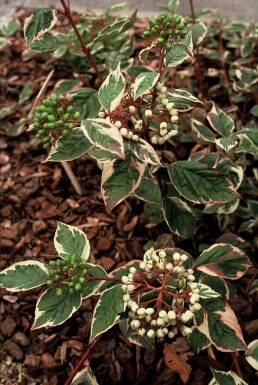 Cornus alba 'Sibirica Variegata'