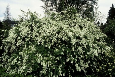 Exochorda macrantha 'The Bride'