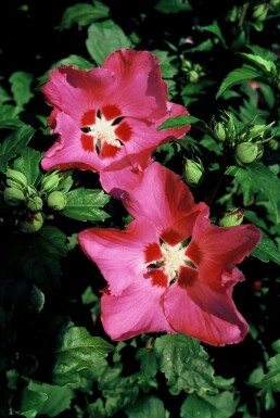 Hibiscus syriacus 'Woodbridge'