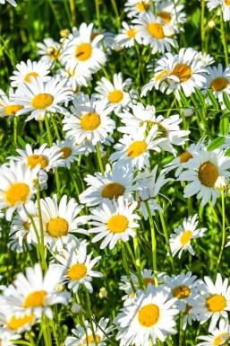 Zwerg-Sommer-Margerite Leucanthemum (S) 'Silberprinzesschen' Topf Leucanthemum (S) 'Silberprinzesschen'