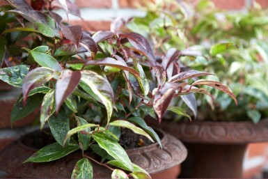 Leucothoe fontanesiana 'Rainbow'