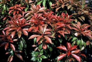 Pieris Japonica 'Little Heath'