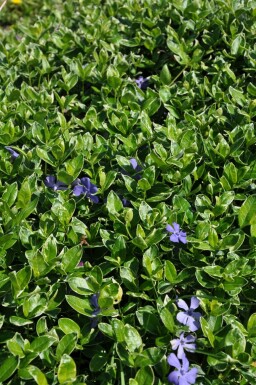 Vinca minor 'Ralph Shugert'