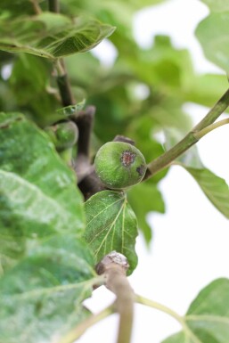 Feigenbaum / Ficus Carica bonsai